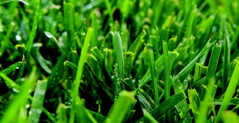 Spring Lawn Care