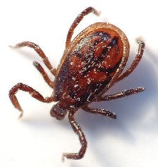 ticks